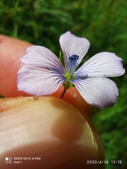 Linum bienne