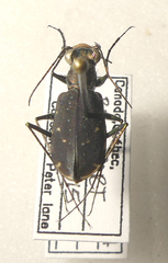 Cicindela punctulata punctulata