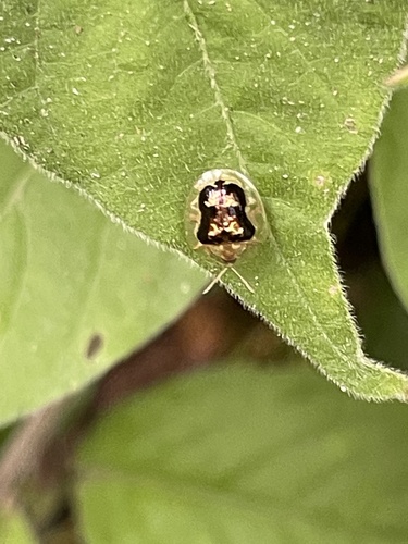 Cassida sauteri