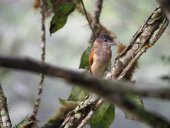 Pachyramphus homochrous