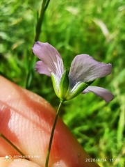 Linum bienne