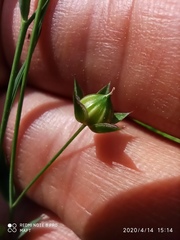 Linum bienne