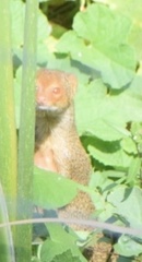 Urva auropunctata