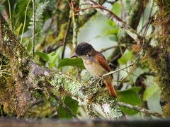 Pachyramphus homochrous