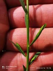 Linum bienne