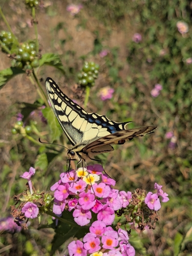 Old World Swallowtail