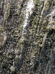 Protoparmelia hypotremella