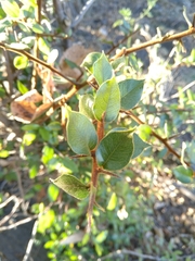 Sideroxylon persimile