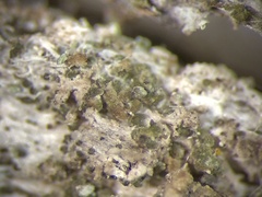 Protoparmelia hypotremella