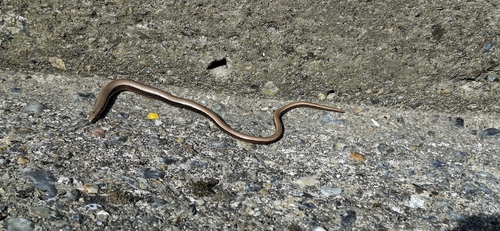 Common Slowworm