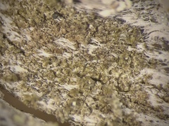 Protoparmelia hypotremella