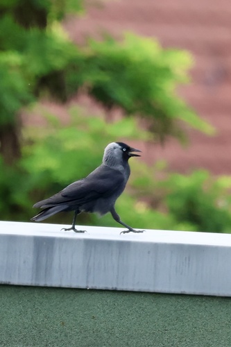 Eurasian Jackdaw