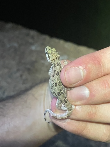 West African House Gecko