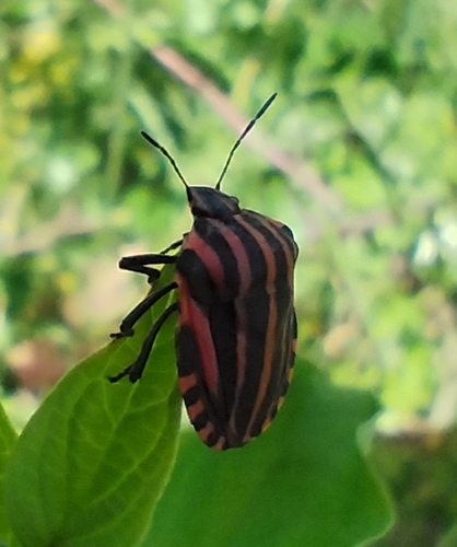 Continental Striped Shield Bug