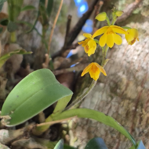 Polystachya pubescens