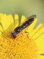 Platycheirus scutatus