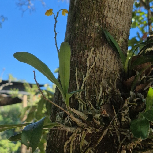 Polystachya pubescens, photograph 1