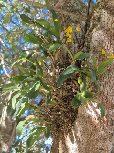 Polystachya pubescens, photograph 2