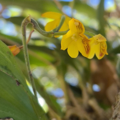 Polystachya pubescens, photograph 3