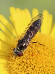 Platycheirus scutatus