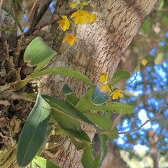 Polystachya pubescens, photograph (c) Henry de Lange, some rights reserved (CC BY)