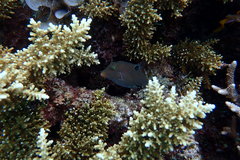 Canthigaster papua