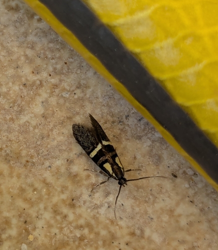 Scarce Forest Tubic