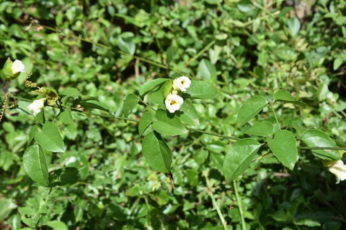 Momordica peteri