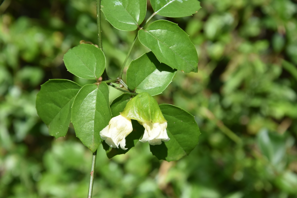 Momordica peteri