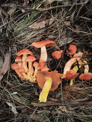 Cortinarius austrocinnabarinus