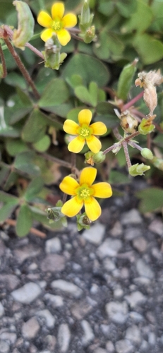 Creeping Woodsorrel