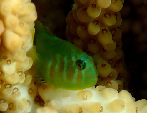 Blauwvlek-koraalgrondel (Gobiodon histrio) — Gobiidae — 5