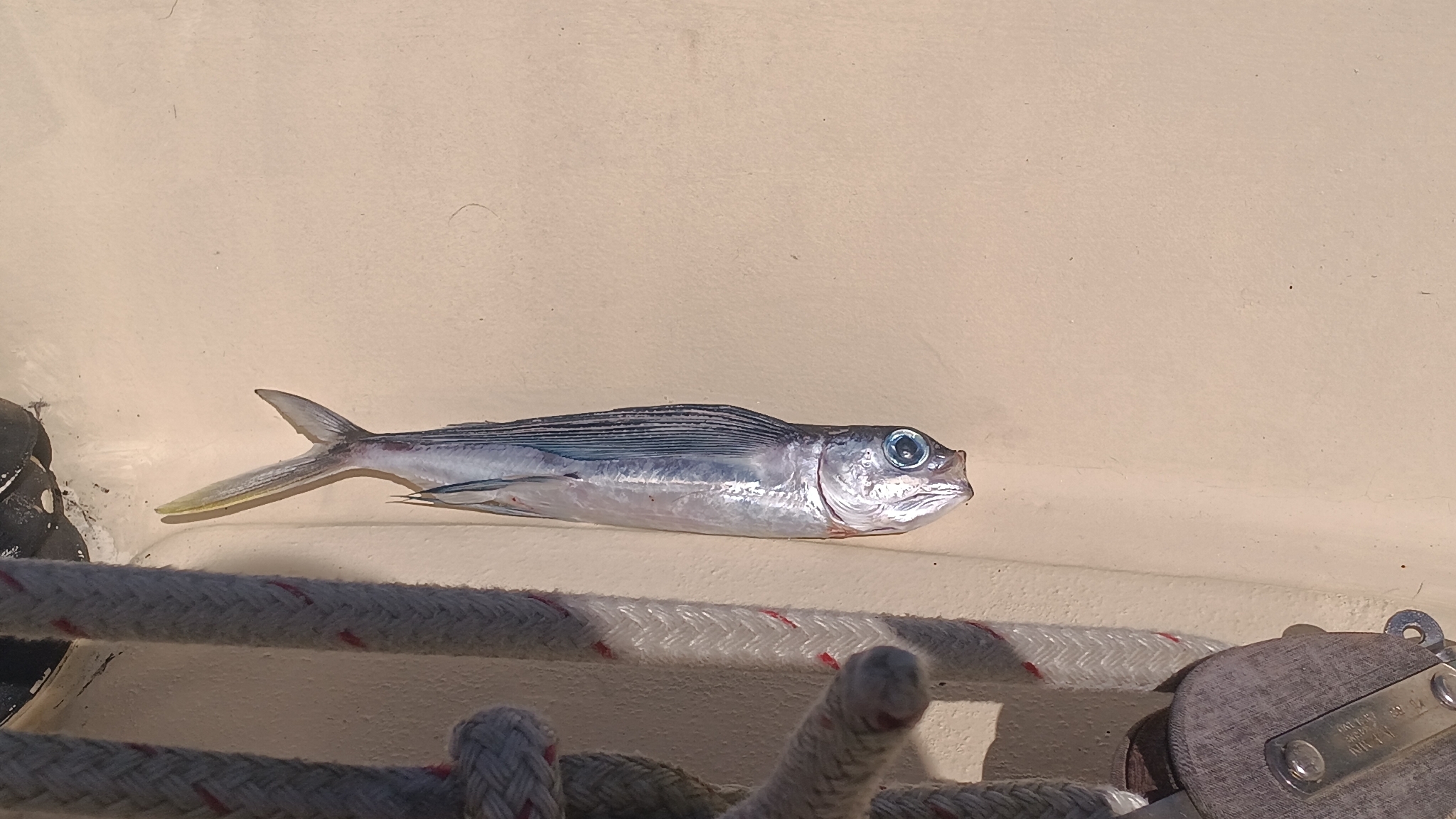 Atlantic Blackwing Flyingfish photo 4