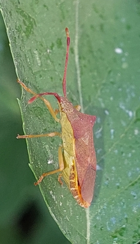 Box Bug