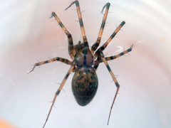 Megalepthyphantes nebulosus