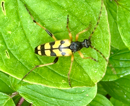 Spotted Longhorn Beetle