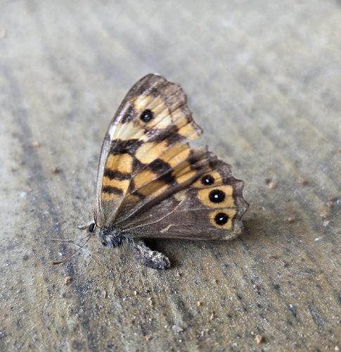 Speckled Wood