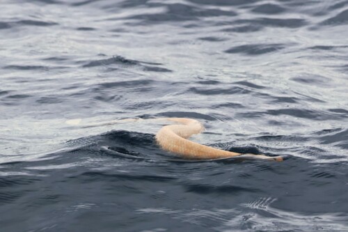 Olive Sea Snake