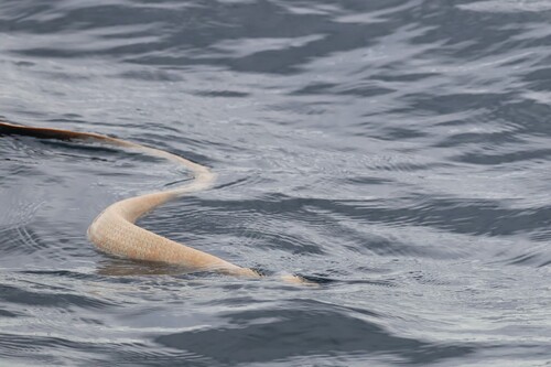 Olive Sea Snake