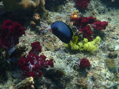 Chaetodontoplus dimidiatus