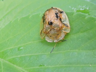 Laccoptera nepalensis