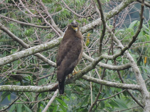 Crested Serpent-Eagle