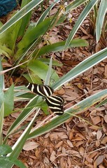 Heliconius charithonia