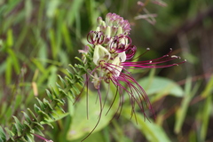 Cleome lechleri
