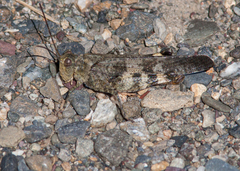 Spharagemon saxatile