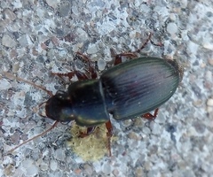 Harpalus affinis