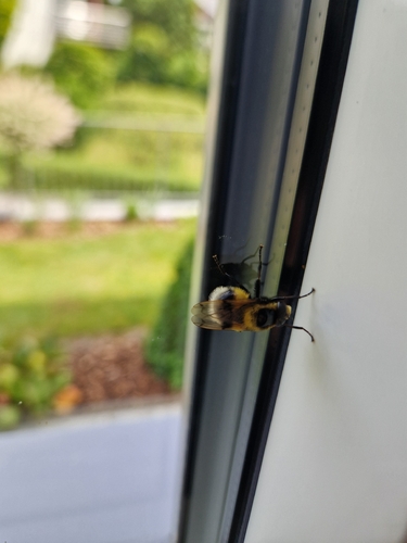 White-tailed Bumblebee Hoverfly