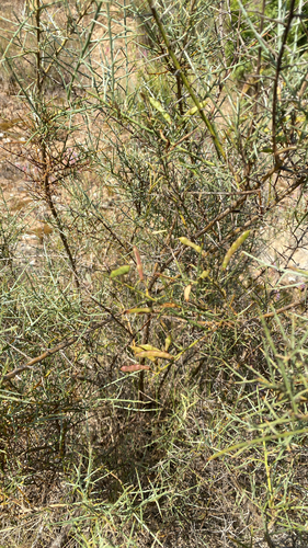 Scorpion Broom