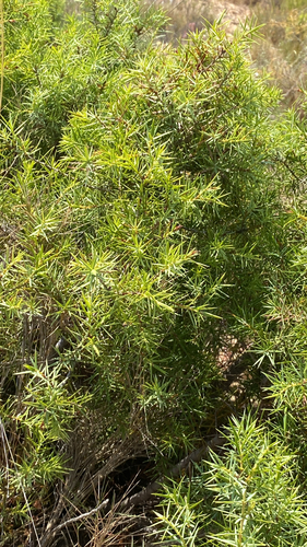western prickly juniper