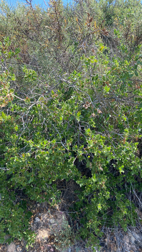Kermes oak